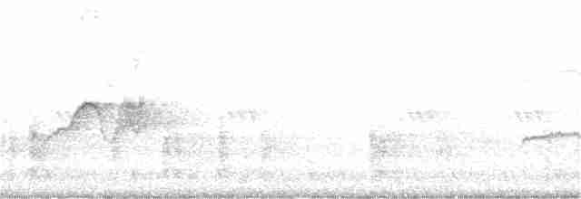 Weißbauch-Phoebetyrann - ML243245481