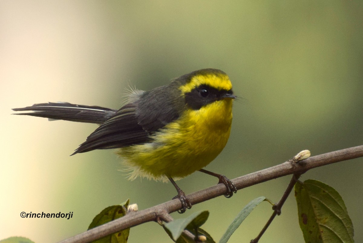 Yellow-bellied Fairy-Fantail - ML24324611