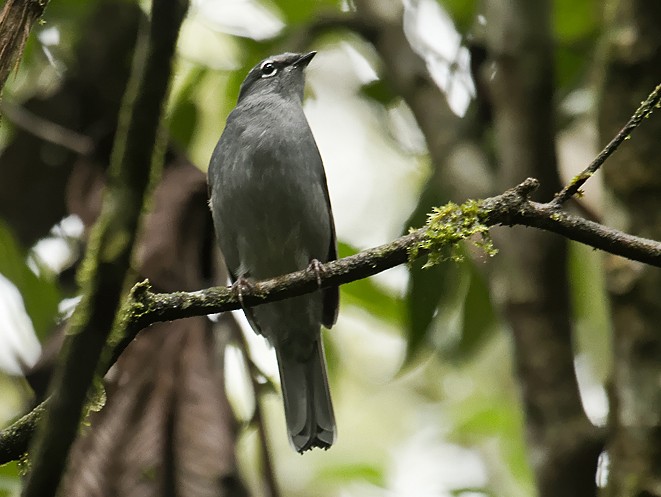 Slate-colored Solitaire - Dušan Brinkhuizen