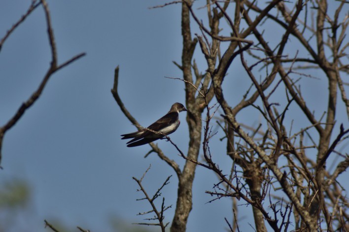 Brown-chested Martin - ML24325441
