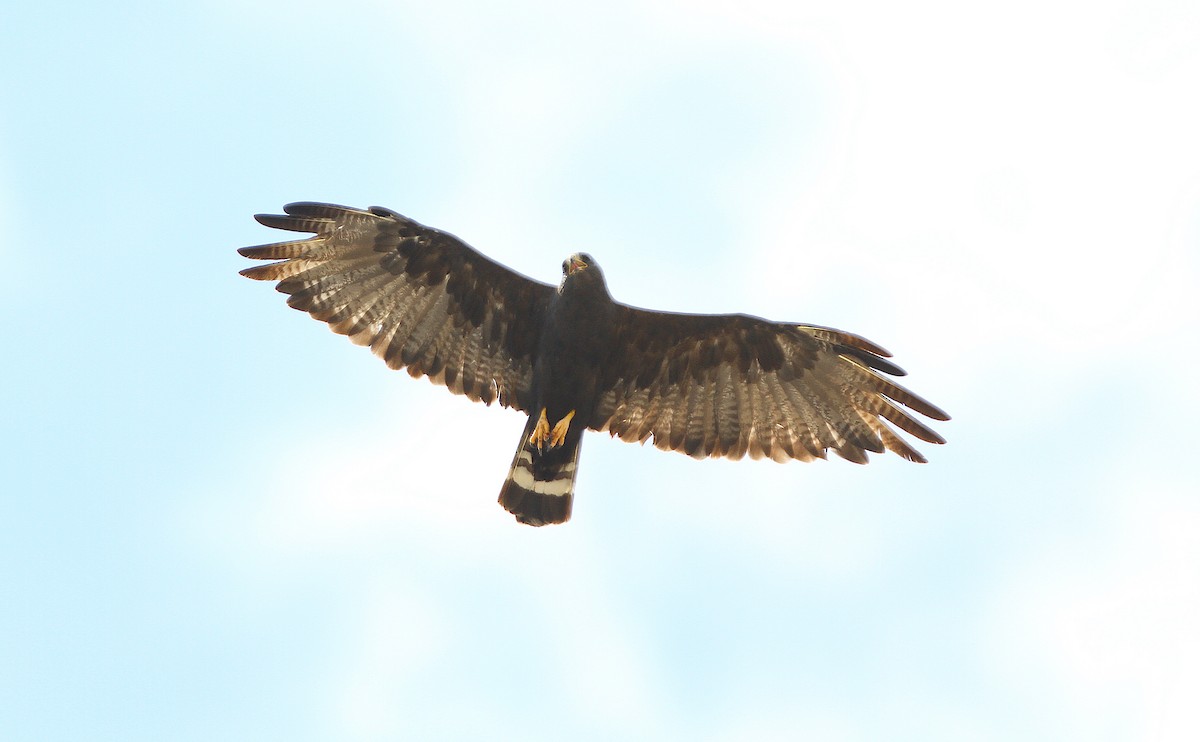 Zone-tailed Hawk - ML243261781