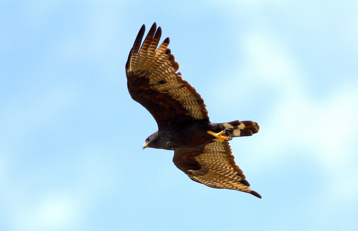 Zone-tailed Hawk - Jerry Liguori