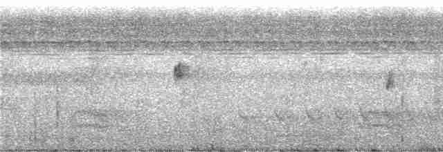 Прямоклювый колибри-отшельник (bourcieri) - ML243262