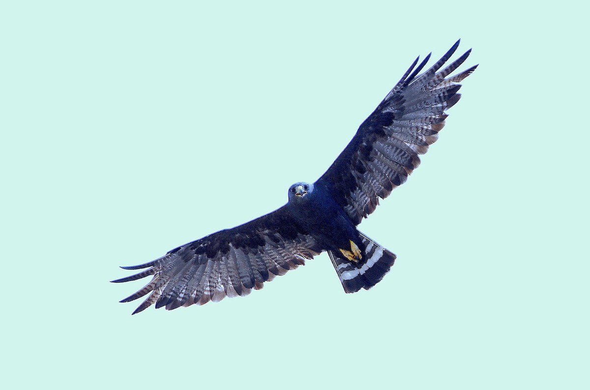 Zone-tailed Hawk - ML243262961