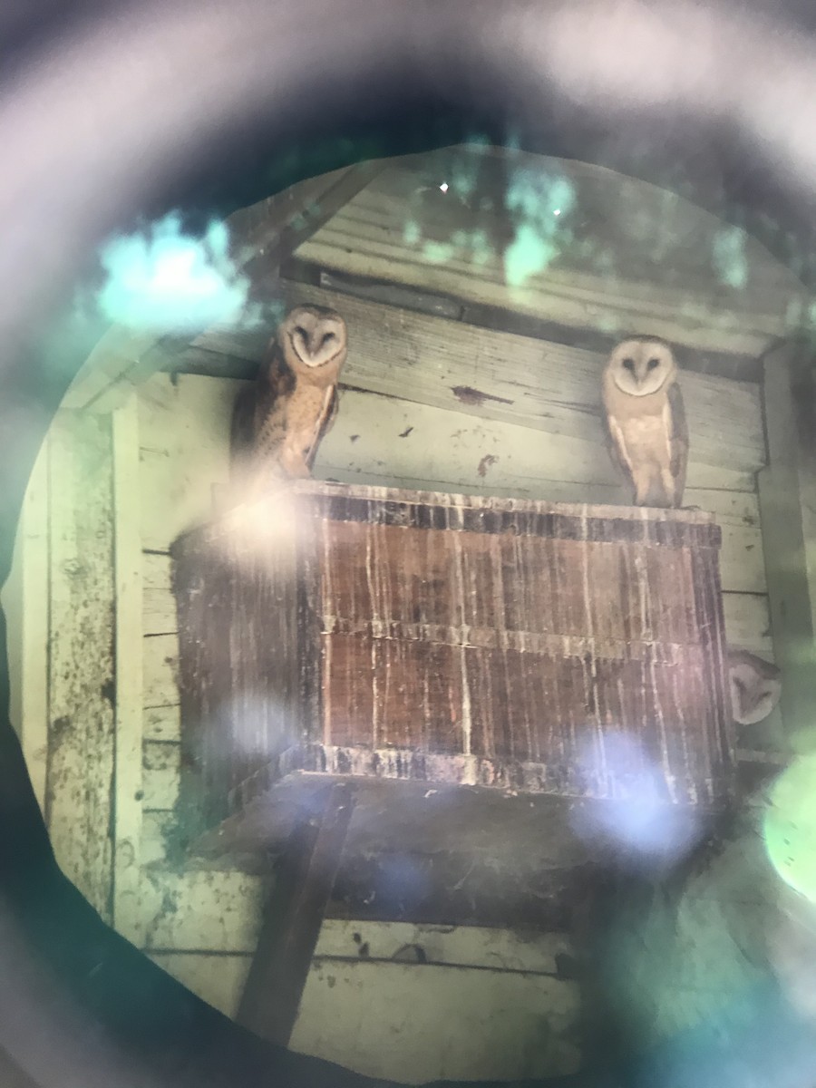 Barn Owl - Adam Kucharek