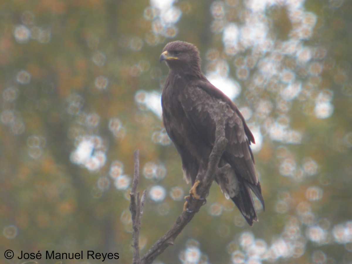 Greater Spotted Eagle - Jose Manuel Reyes Paez