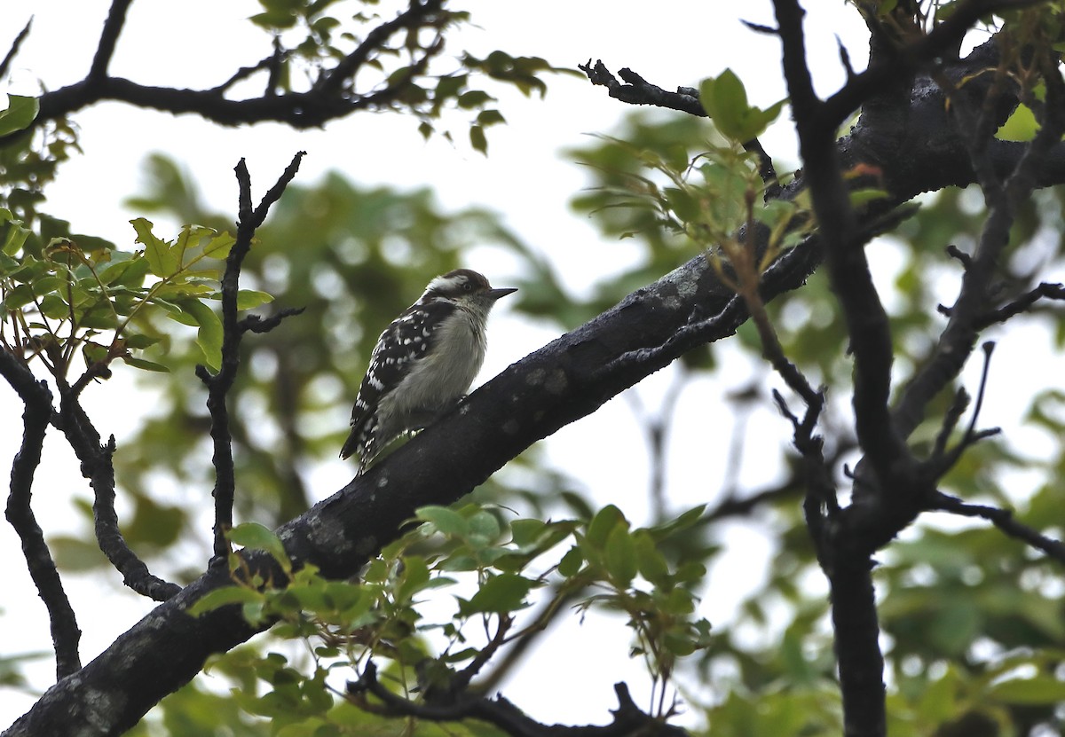 Brown-capped Pygmy Woodpecker - ML243277241