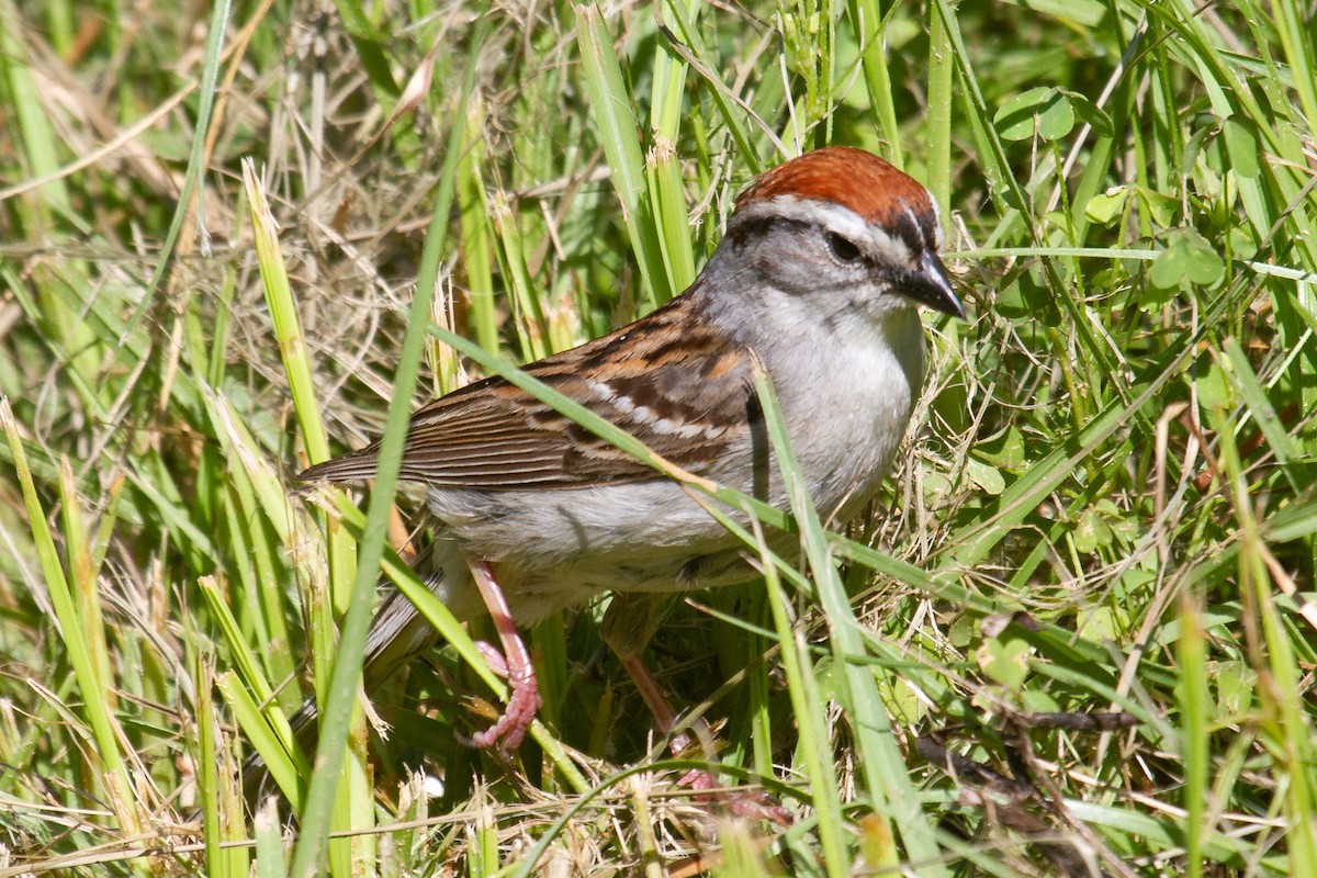 Chipping Sparrow - ML243278011