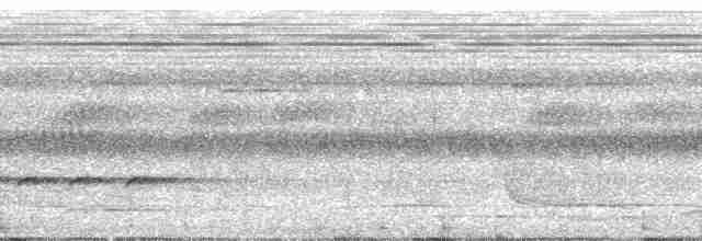 langhaletreløper (pallida gr.) - ML24328