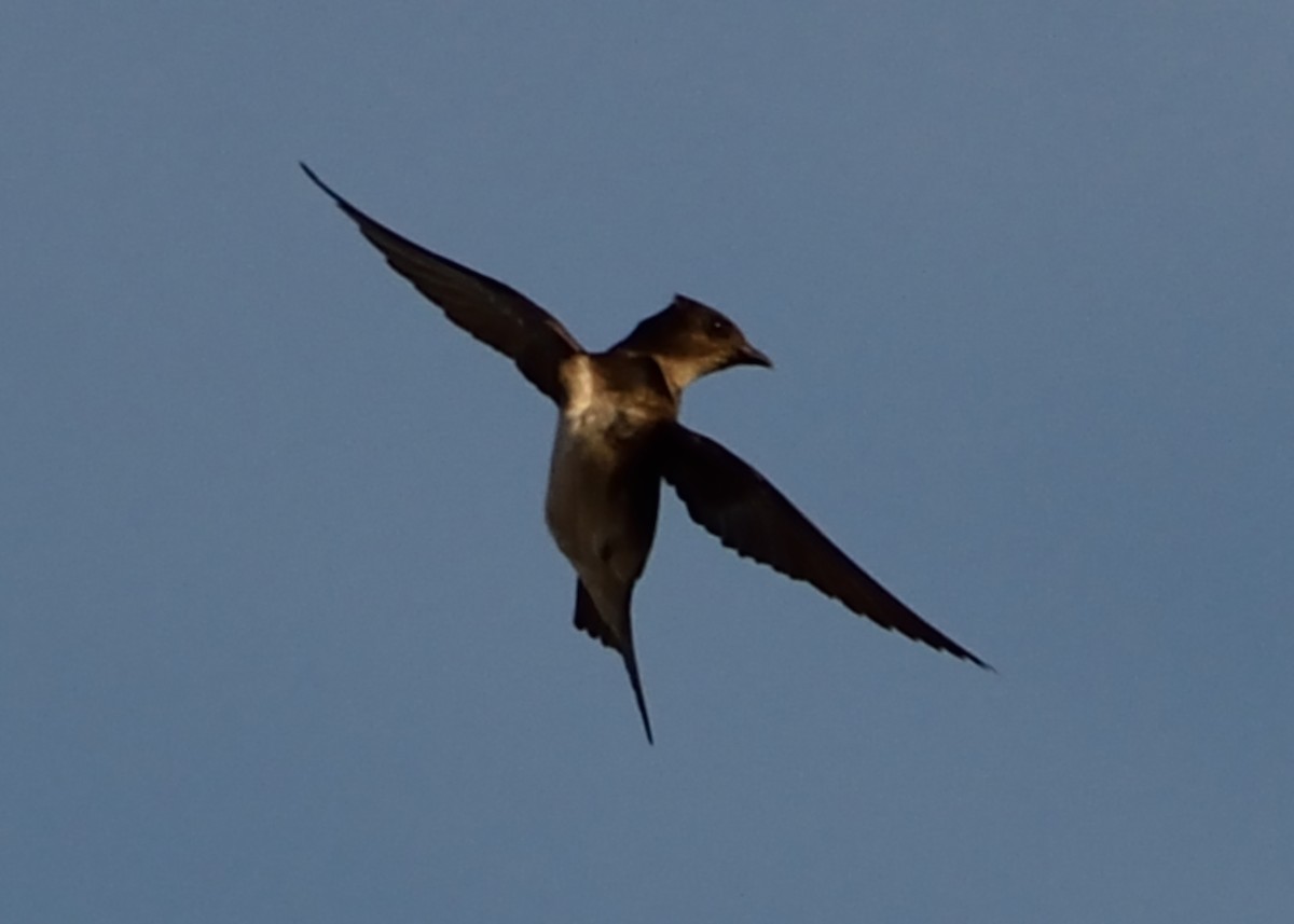 Southern Rough-winged Swallow - ML243282791