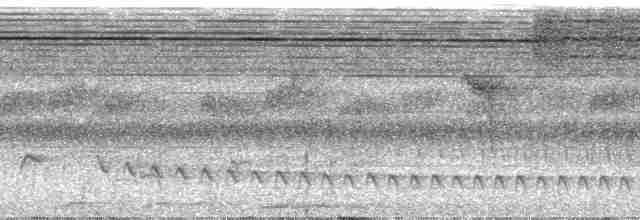 White-flanked Antwren (White-flanked) - ML24329