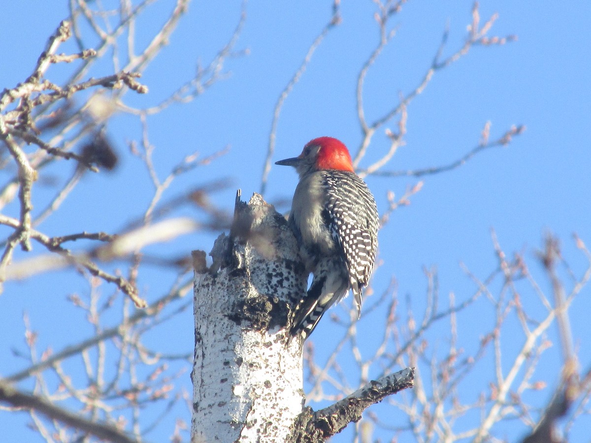 Red-bellied Woodpecker - Shayna Vendela