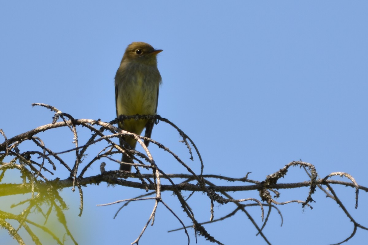 Yellow-bellied Flycatcher - Jean Aubé