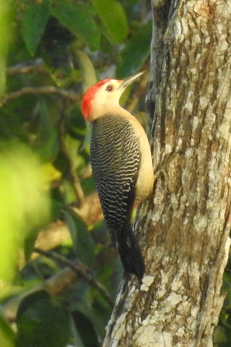 Golden-fronted Woodpecker (Velasquez's) - Tom Auer