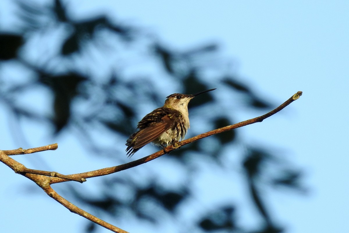 Ruby-throated Hummingbird - Tom Auer