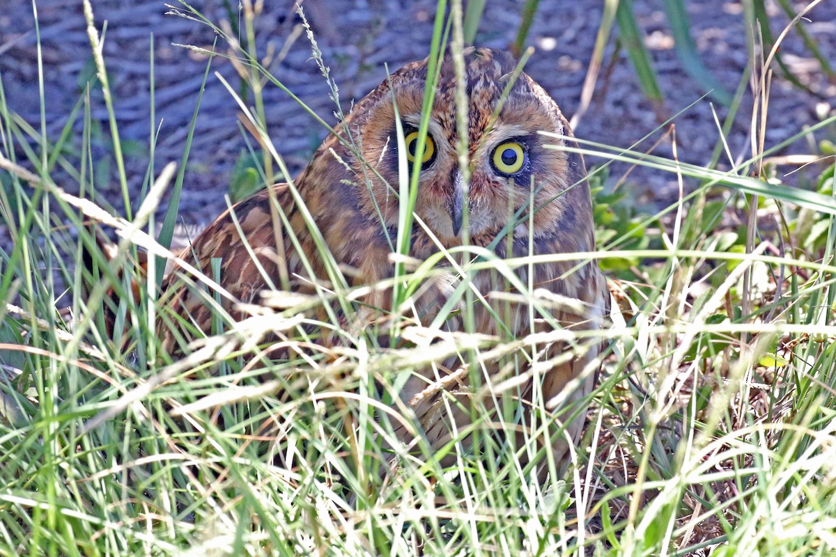 Short-eared Owl (Antillean) - ML243301701