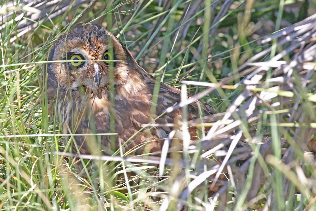 Short-eared Owl (Antillean) - ML243301731