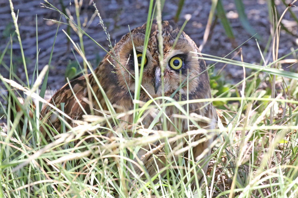 Short-eared Owl (Antillean) - ML243301741