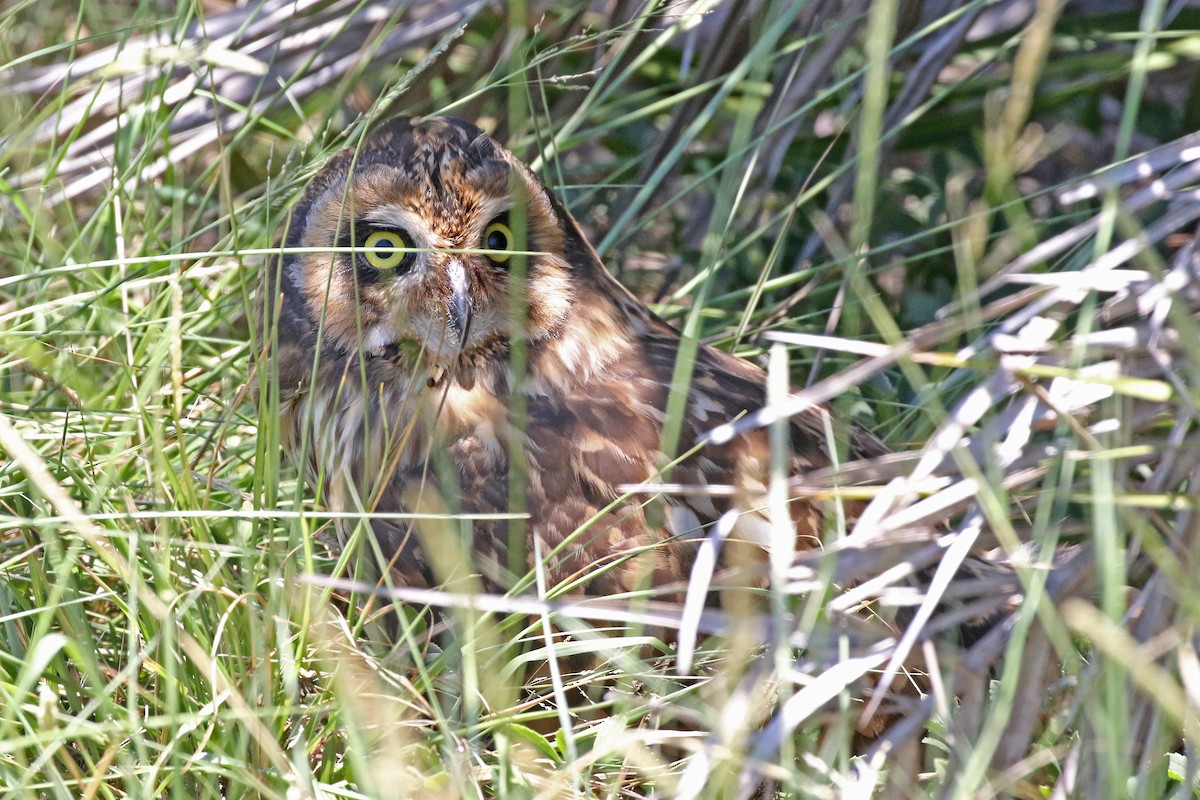 Short-eared Owl (Antillean) - ML243302201