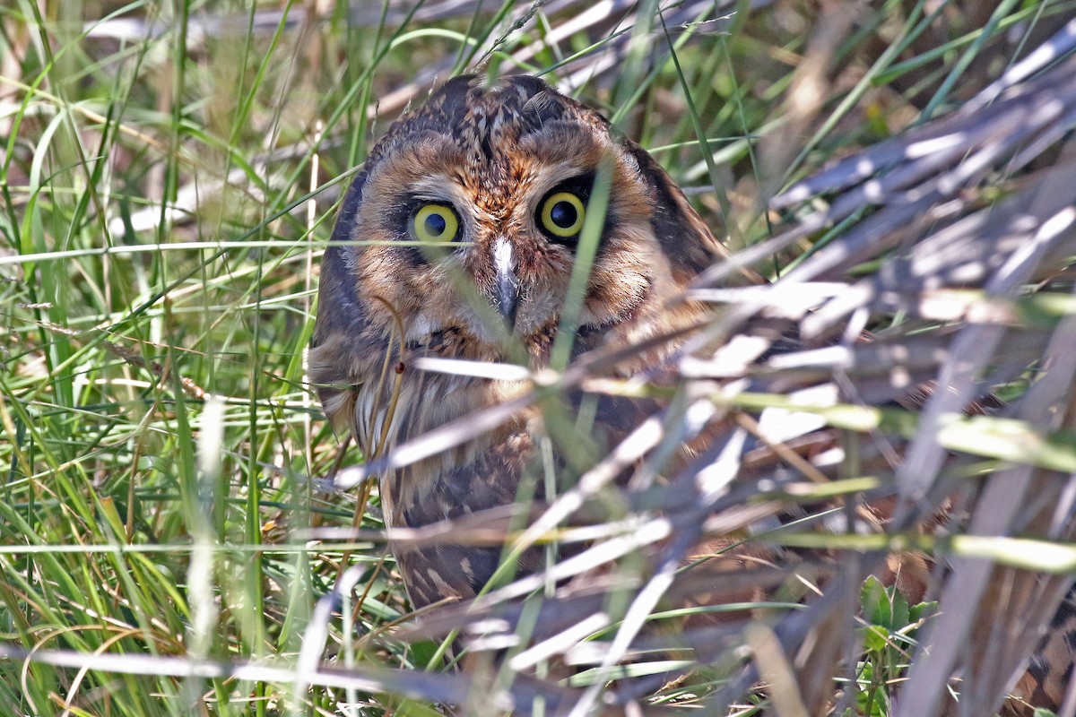 Short-eared Owl (Antillean) - ML243303261