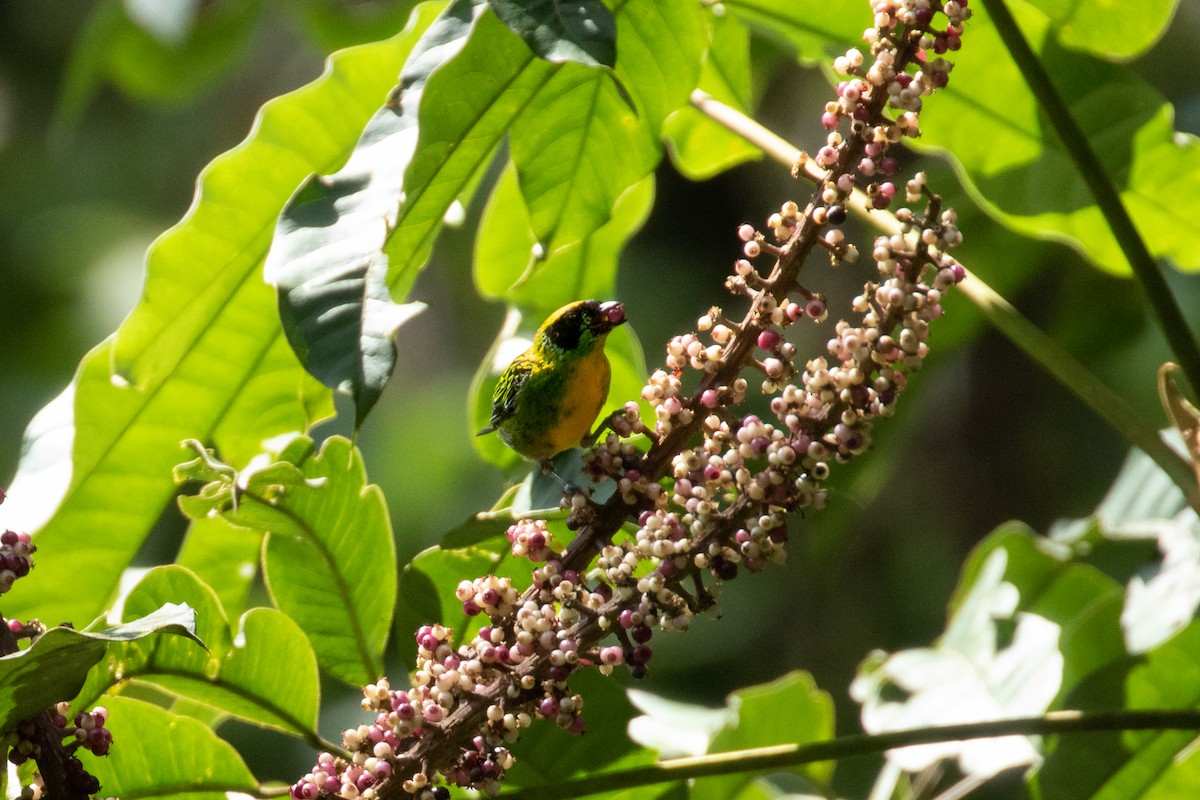 Green-and-gold Tanager - ML243304091