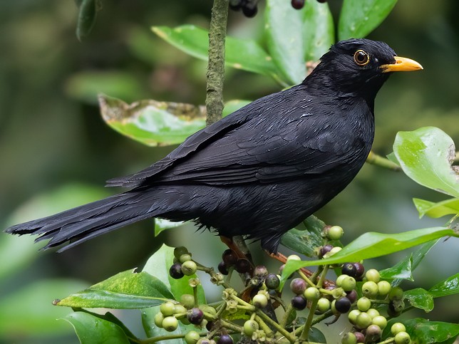 black thrush bird