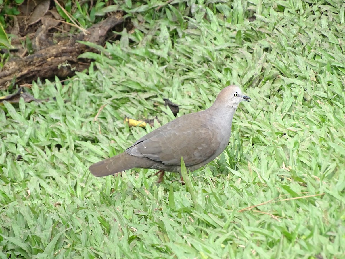 Gray-chested Dove - ML24332011