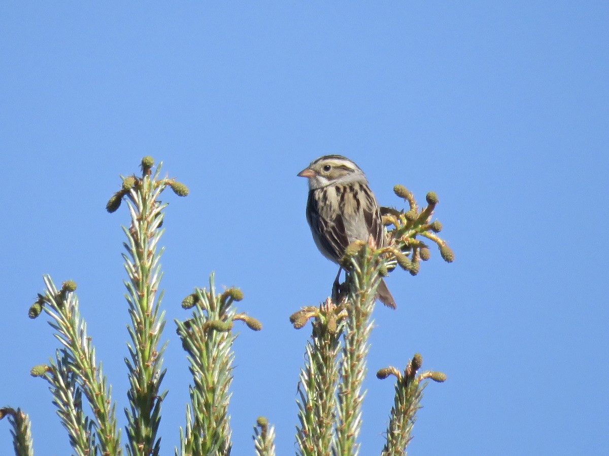 Clay-colored Sparrow - ML243321461