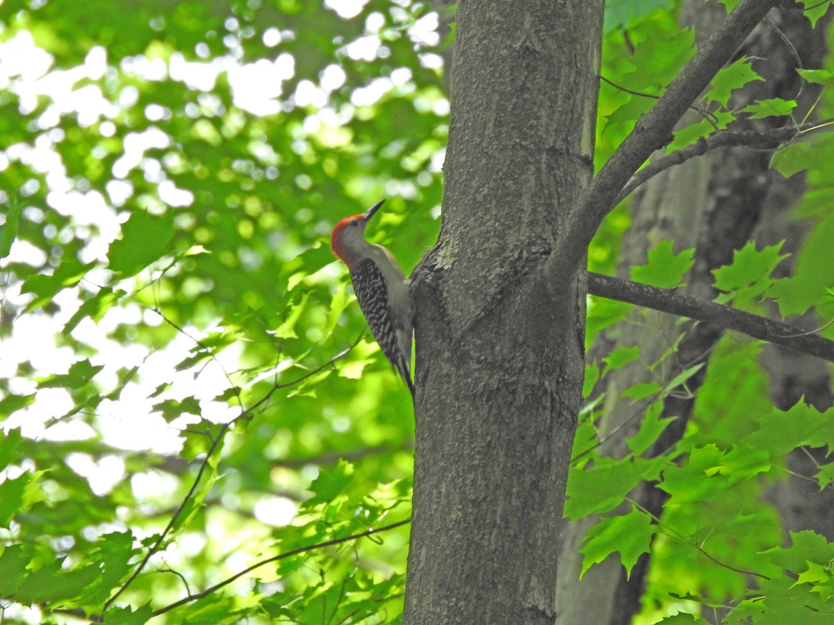 Red-bellied Woodpecker - Joe Sudomir