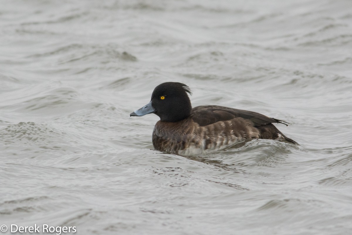 Tufted Duck - ML24332331
