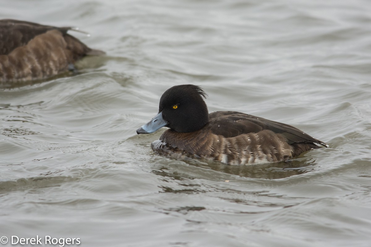 Tufted Duck - ML24332381