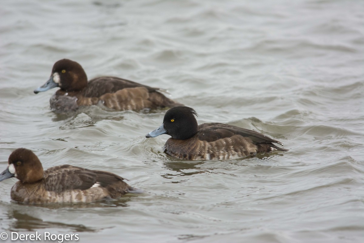 Tufted Duck - ML24332461