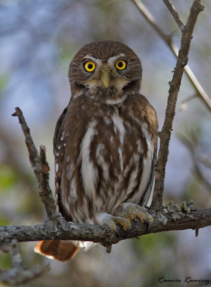 Ferruginous Pygmy-Owl - ML243325841