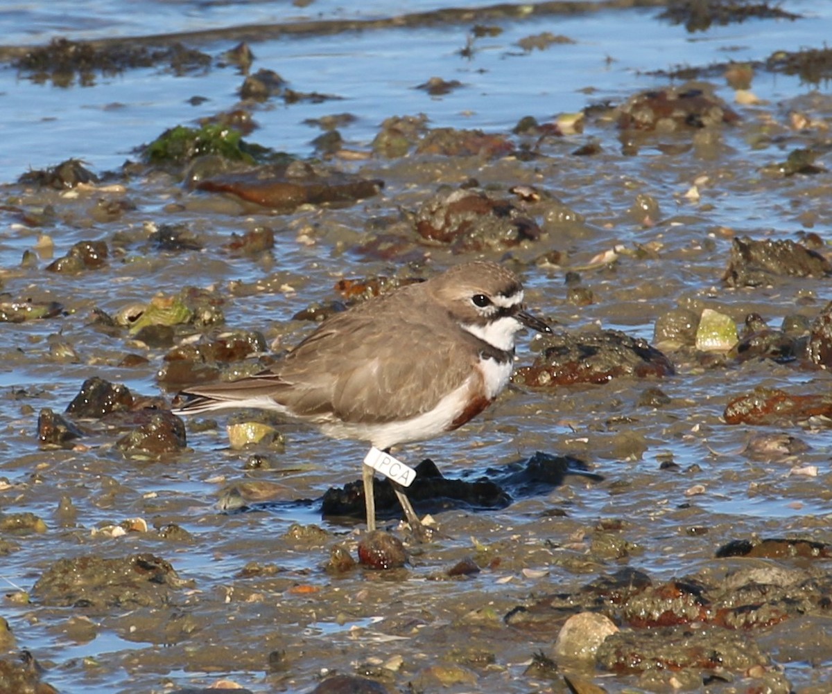 Double-banded Plover - ML243327311