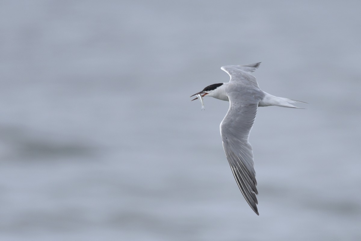 Common Tern - ML243328881