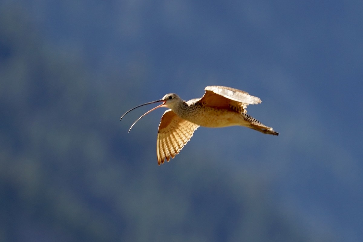 Long-billed Curlew - ML243329001
