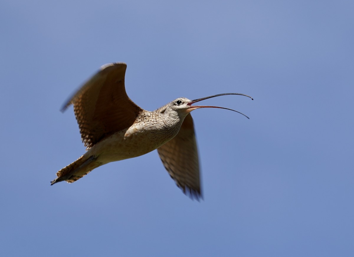 Long-billed Curlew - ML243329011