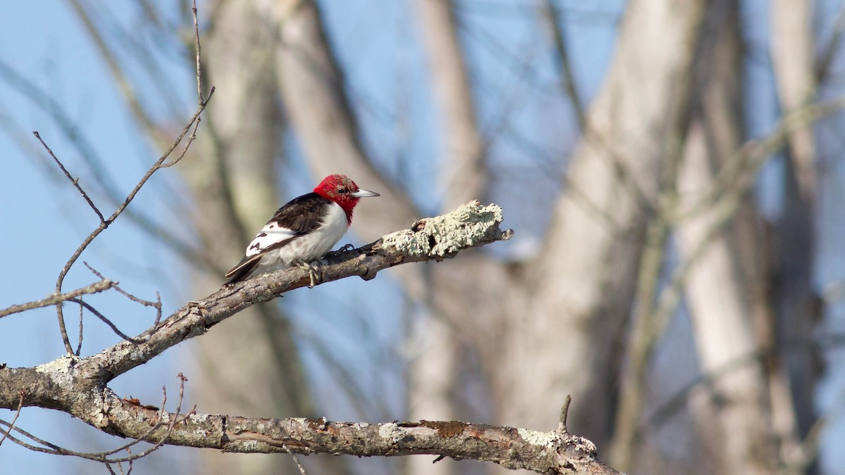 Red-headed Woodpecker - ML24332941