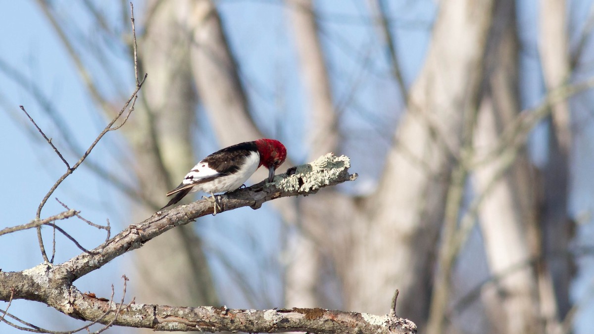 Red-headed Woodpecker - ML24332961