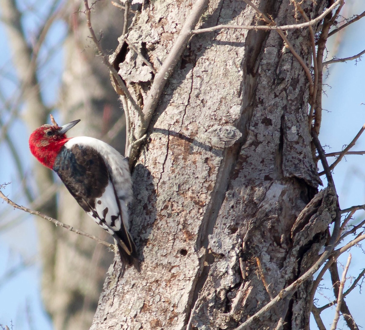 Red-headed Woodpecker - ML24332971