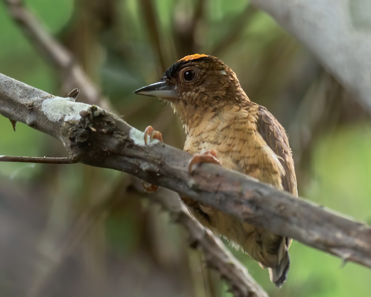 Rusty-necked Piculet - ML243330151