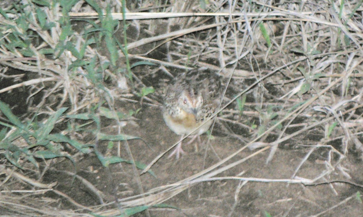 Small Buttonquail - Anabel&Geoff Harries