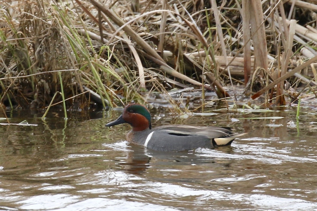 Green-winged Teal - ML243331531