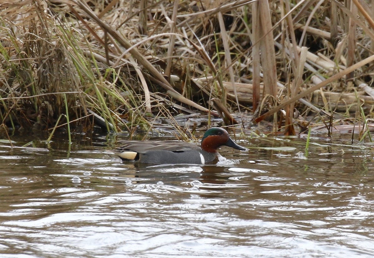 Green-winged Teal - ML243331591