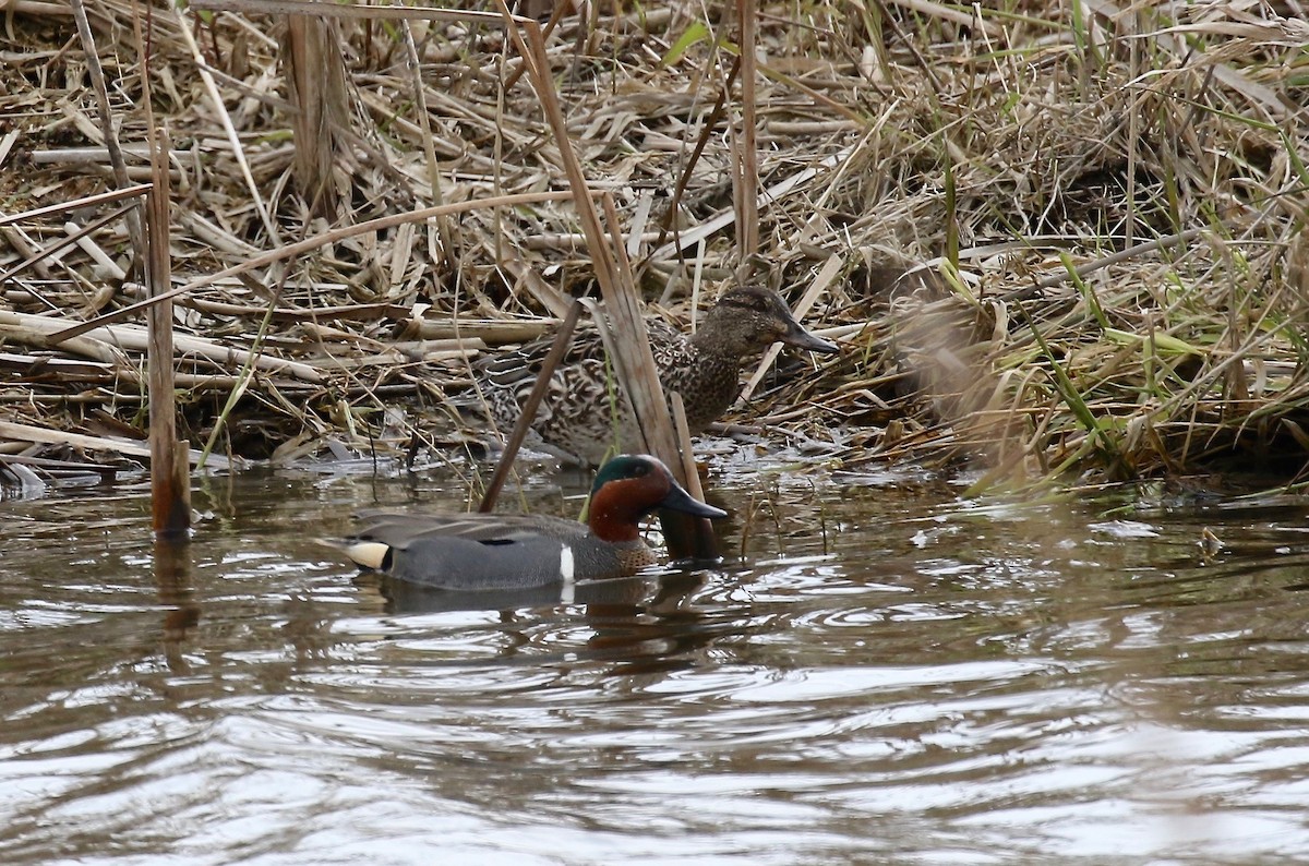 Green-winged Teal - ML243331601
