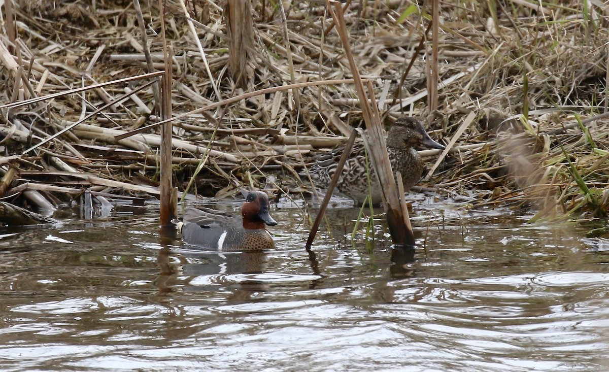 Green-winged Teal - ML243331611
