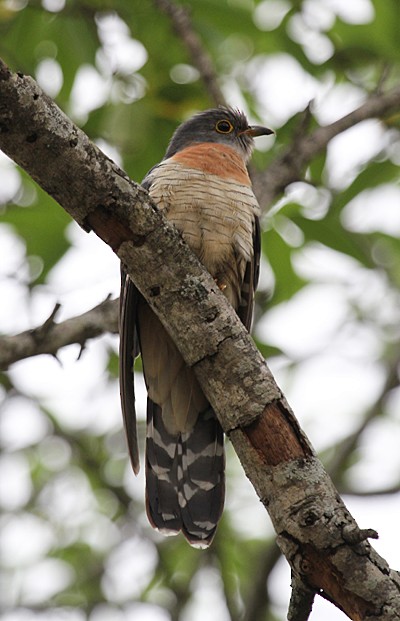 Red-chested Cuckoo - ML243334781