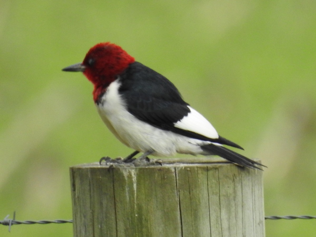 Red-headed Woodpecker - Alan Knowles