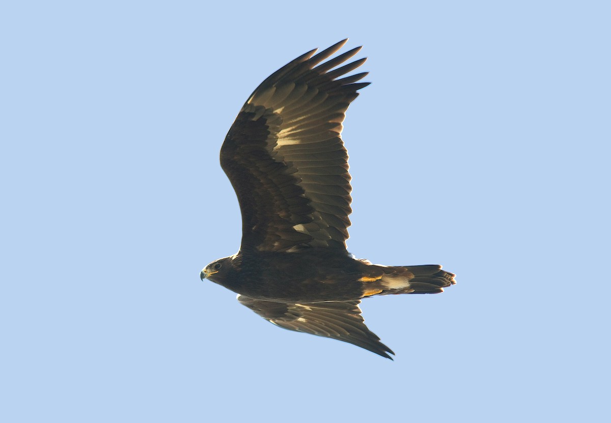 Golden Eagle - ML243345471