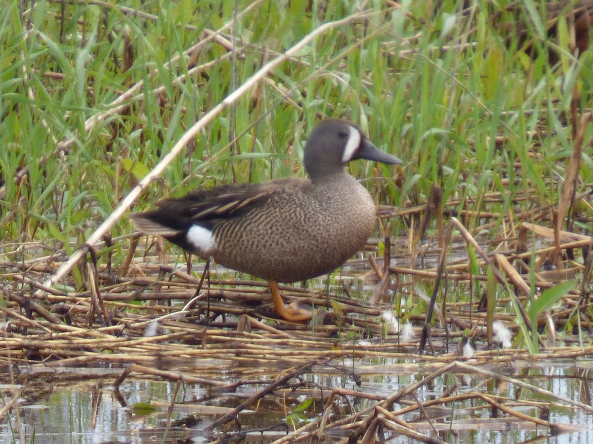 Blue-winged Teal - ML243346881